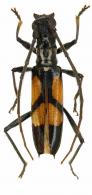 Compsibidion callispilum   (Bates, 1870)