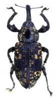 Molytinae Gen sp11