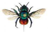 Euglossa ignita Smith 1874