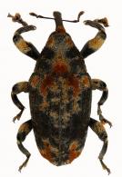 Curculionidae Gen sp83