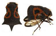 Anchistrotus sp2