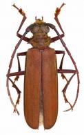 Orthomegas maryae (Schmid, 2011)
