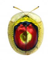 Charidotis cf. iris (Perty, 1830)