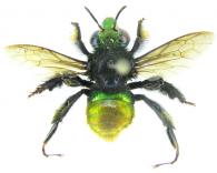 Euglossa  intersecta Latreille, 1838