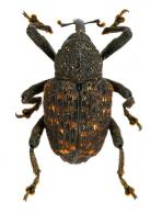 Cryptorhynchinae Gen sp48