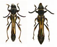 Odontocera quiinaphila  Penaherrera-Leiva & Tavakilian, 2003 ♂ & ♀