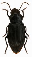 Notiobia sp1
