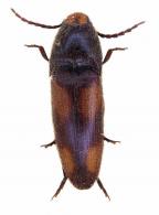 Physorhinus erythocephalus (Candeze)