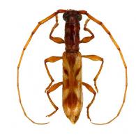 Neoibidionini Gen sp G72