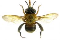 Euglossa perpnew  Roubik