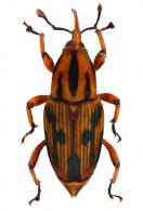 Metamasius dasyurus Champion, 1910