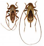 Paroecus celebensis  (Thomson, 1857)  ♂ & ♀