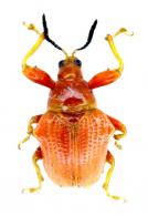 Clinolabus funicularis Voss, 1925