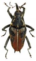 Macrocopturus maximus (Heller, 1895)