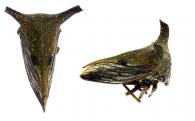 Sundarion sp1