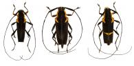 Sangaris inornata  Monné, 1993  ♂ & ♀ & var.