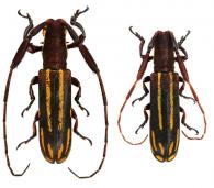 Ischioloncha wollastoni Thomson, 1860  ♂ & ♀