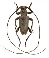 Acanthocinini Gen sp G521