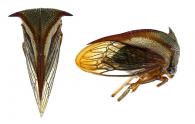 Nassunia sp1