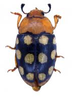 Mycotretus polyophtalmus Lacordaire, 1842