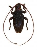 Acanthocinini Gen sp G494