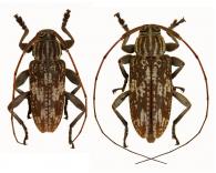 Nyssodrysternum cingillum Monné, 2009  ♂ & ♀