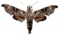 Madoryx oiclus oiclus  (Cramer, 1779)