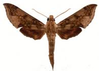 Xylophanes fusimaculata (Felder, 1874)