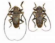 Oreodera hovorei  Neouze & Tavakilian, 2010 ♂ & ♀