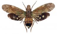 Neocynthus crassus Nast, 1950