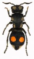 Mutillidae Gen sp3