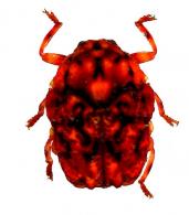 Chlamisus sp1