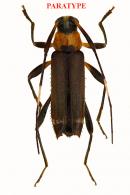 Pseudosparna patawaensis  Roguet, 2022 PARATYPE