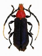 Compsopyris pareurae  Dalens, Touroult & Tavakilian, 2010