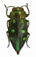 Chrysobothris rugipes Laporte & Gory, 1837
