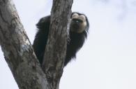 Animaux