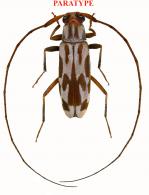 Lepturges (Lepturges) guyanensis Audureau, 2026 PARATYPE