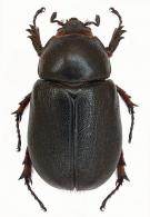 Heterogomphus coriaceus  Prell, 1912