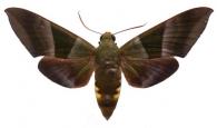 Oryba achemenides  (Cramer, 1779)