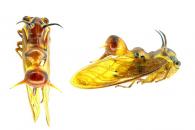 Heteronotus spinosus Laporte, 1832 