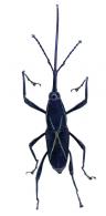 Toxorhinus banonii  Guérin-Ménévillé, 1844
