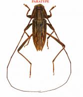 Anisopodus pseudostrigosus Roguet, 2024  PARATYPE