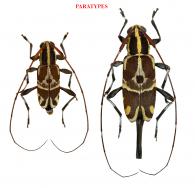 Toronaeus propinquus Roguet, 2022 ♂ & ♀ PARATYPES