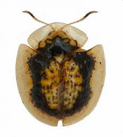 Microctenochira sertata  (Erichson, 1847)