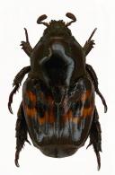 Cnemida retusa  (Fabricius, 1801)