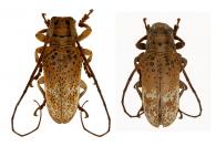 Oncideres apicalis  Dillon & Dillon, 1946 ♂ & ♀