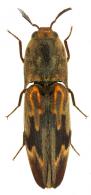 Saltamartinus scriptus (Candeze)