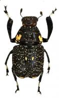 Phaenithon albipennis Jordan, 1937