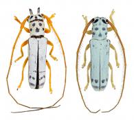 Phoebe bicornis (Olivier, 1795)   ♂ & ♀
