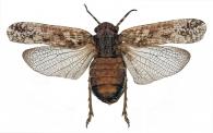 Fulgoridae Gen sp7